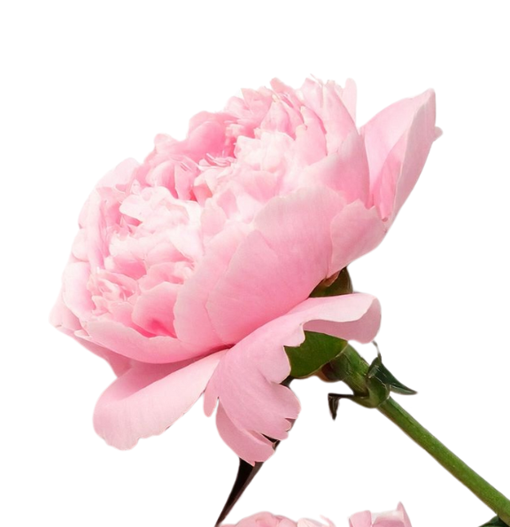 8. MAREC PLESNA DELAVNICA